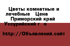 Цветы комнатные и лечебные › Цена ­ 400 - Приморский край, Уссурийский г. о.   »    